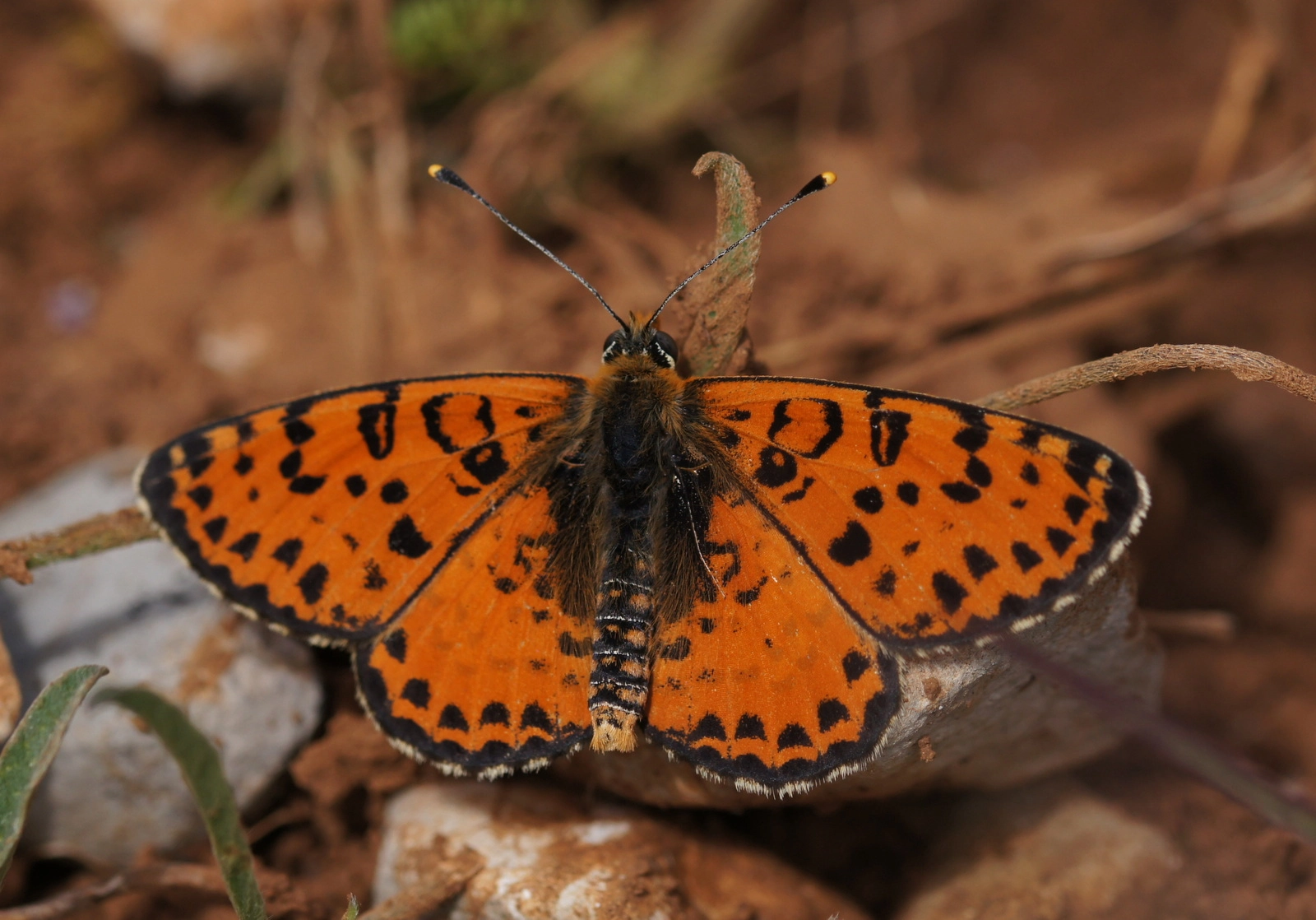 Melitaea didyma.JPG